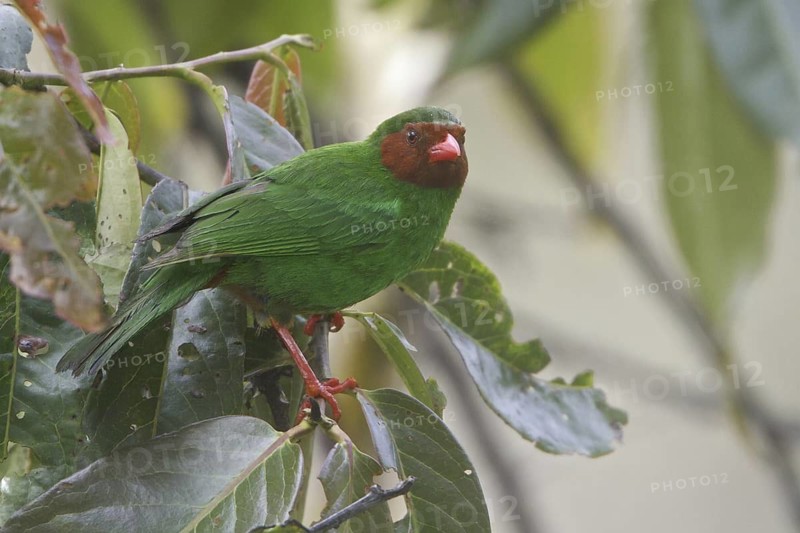Grass-green Tanager (Chlorornis riefferii), Wayqecha Reserve, Peru