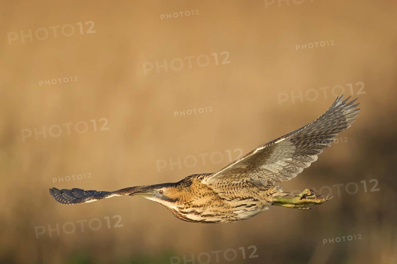 Great or Eurasian bittern (Botaurus stellaris) adult bird in flight, RSPB Strumpshaw nature reserve, Norfolk, England, United Kingdom