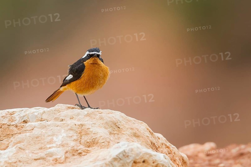 Moussier's Redstart - Diademrotschwanz - Phoenicurus moussieri, Morocco, adult male