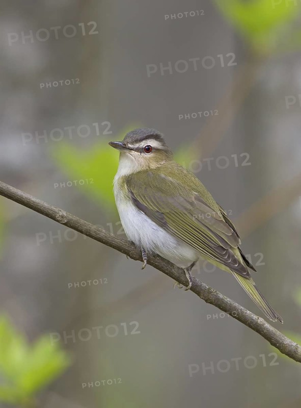 Red-eyed Vireo