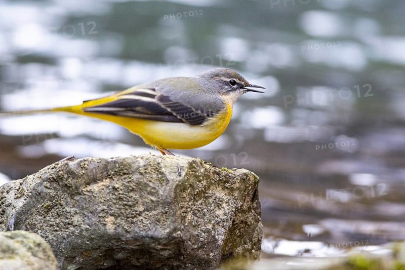 Grey wagtail (Motacilla cinerea) Germany