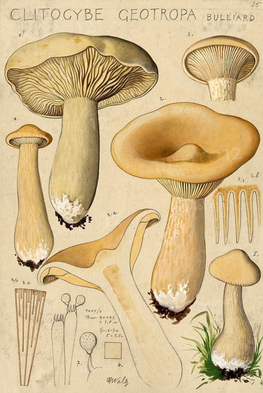 Mushroom, fungi, monk's head, Infundibulicybe geotropa, syn. Clitocybe geotropa, authentic reproduction of an illustration by Hans Walty (1868-1948) from about 1915, historical