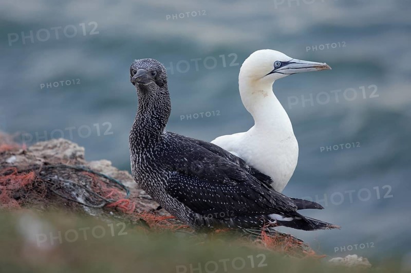 Basstölpel, lat. Sula bassana, Jungvogel mit Altvogel auf der Klippenkuppe