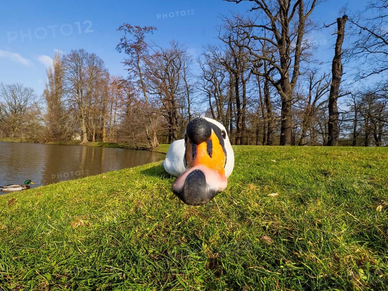 Mute Swan, (Cygnus olor), adult male, standing on a lawn in a park, with a threatening posture, Hesse, Germany