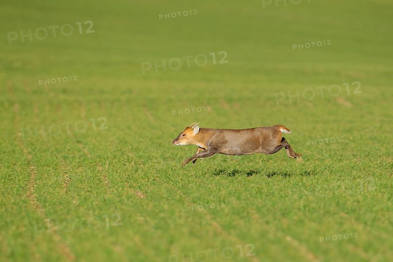 Muntjac deer (Muntiacus reevesi) adult animal running across a farmland field, Suffolk, England, United Kingdom