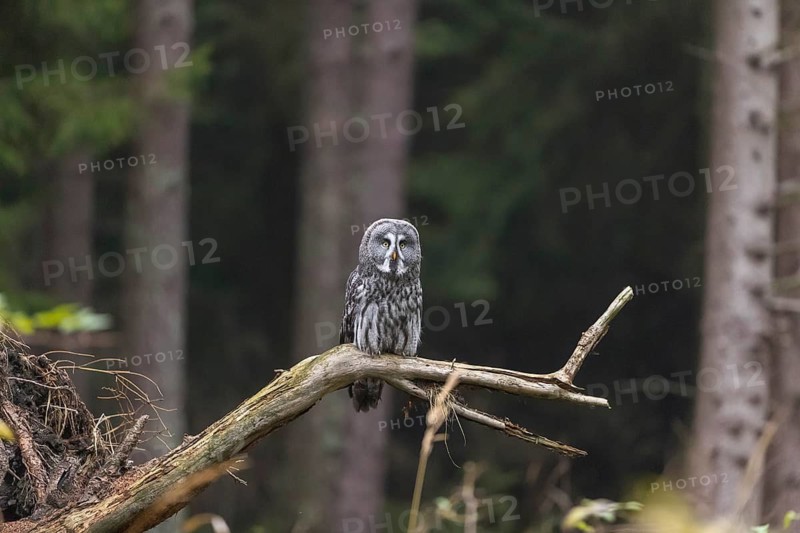 One great grey owl (Strix nebulosa) flying through a spruce forest