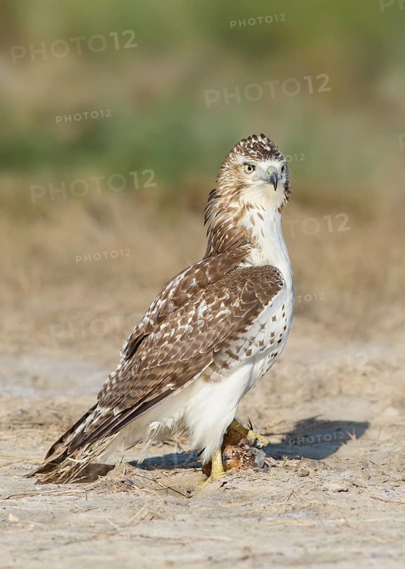 Red-tailed Hawk (Buteo jamaicensis) perched on the ground, Texas, USA