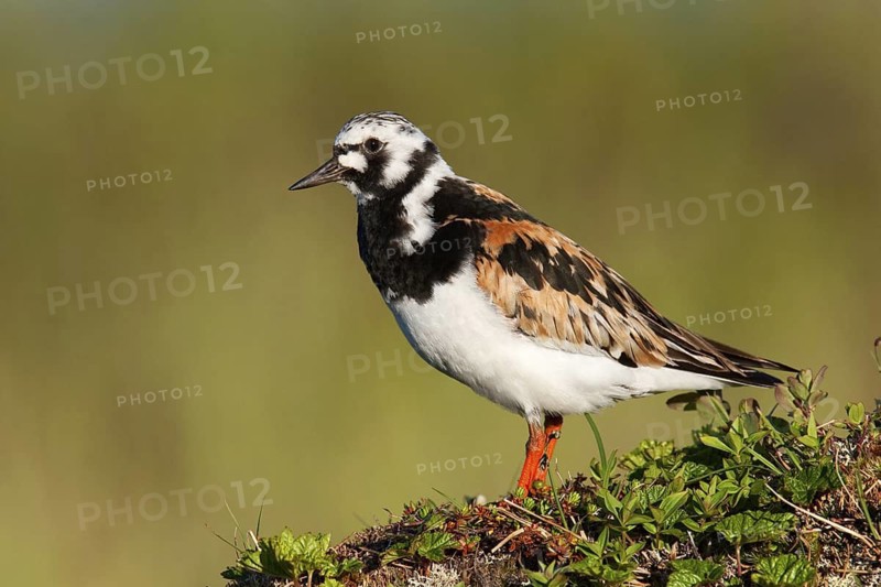 Ruddy Turnstone (Arenaria interpres), Finnmark, Norway