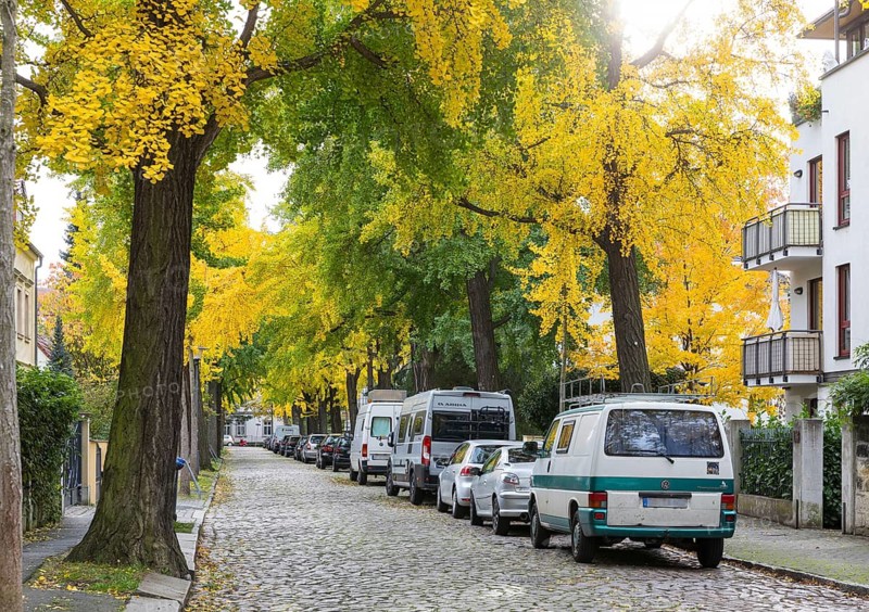 Avenue with ginkgo trees (Ginkgo biloba L.) in autumnal foliage colour in Bachstraße, natural monument, Dresden, Saxony, Germany