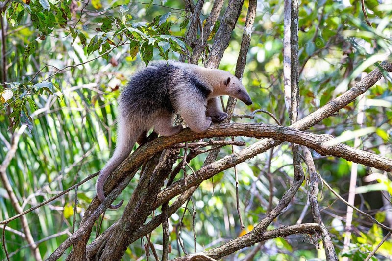 Southern tamandua (Tamandua tetradactyla) Pantanal Brazil