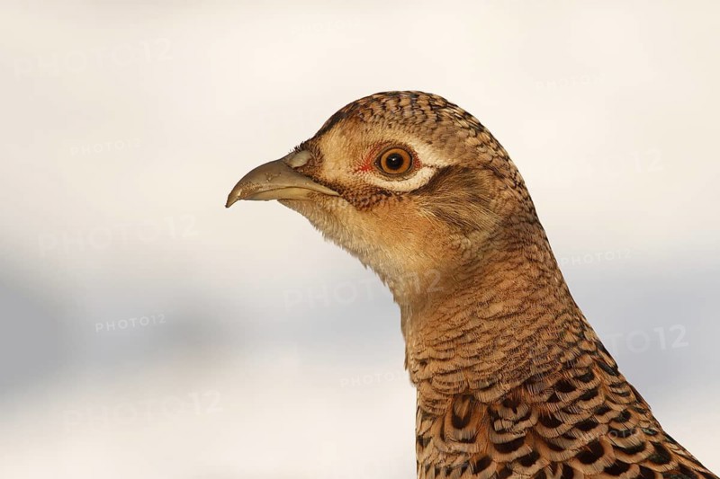 Common Pheasant (Phasianus colchicus) female, Utrecht, Netherlands