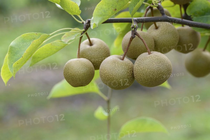 Nashi pear (Pyrus pyrifolia 'Sin Chon'), Bundessortenamt Prüfstelle Wurzen, Wurzen, Saxony, Germany