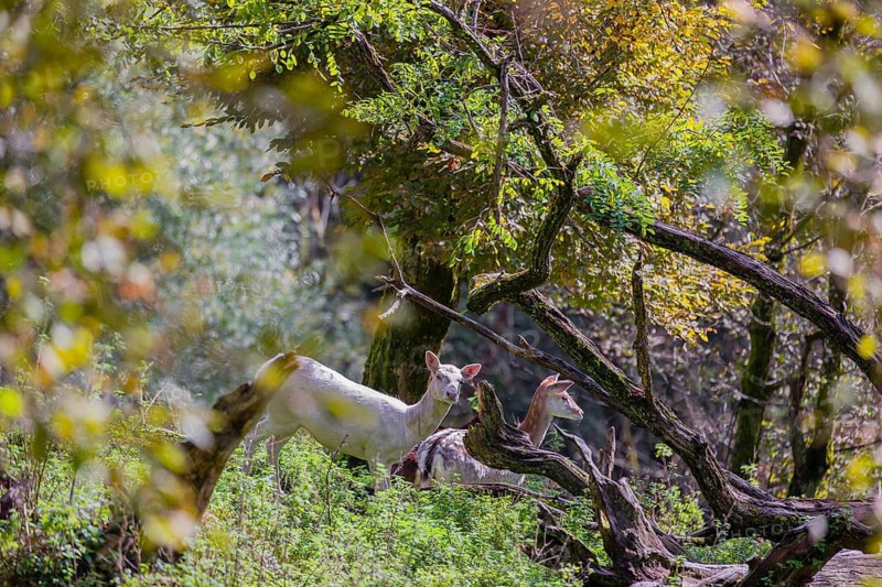Two female fallow deer (Dama dama) roam through a forest in search of food