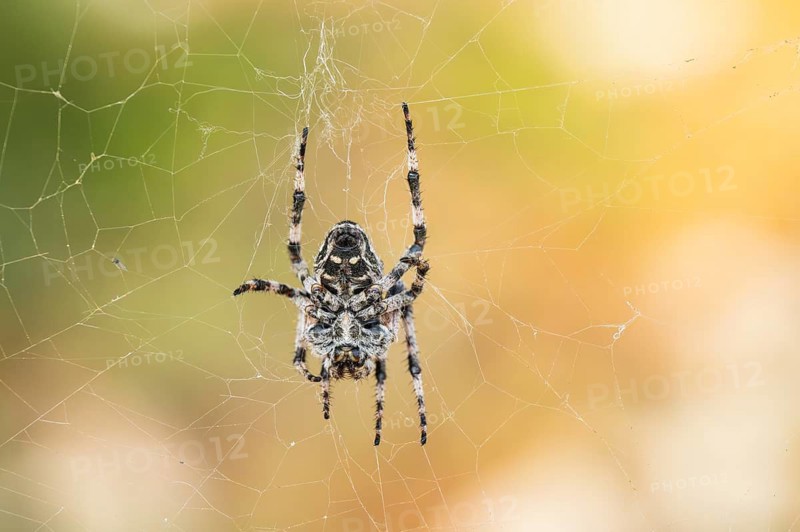 European garden spider (Araneus diadematus) hanging on a spider web at eveing on the island of Cres, Croatia