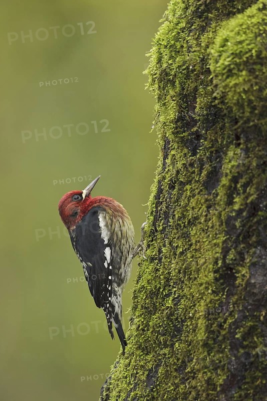 Red-breasted Sapsucker (Sphyrapicus ruber), British Columbia, Canada