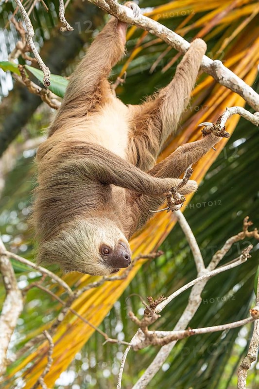 Male two toed sloth (Choloepus didactylus) hanging upside down and climbing on tree. Beach, Punta Uva, Limon, Caribbean, Costa Rica