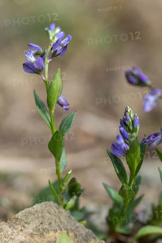 Common cruciferous, common cruciferous, cruciferous, cruciferous, cruciferous plant, polygala vulgaris, polygalaceae, common milkwort, flora, high size, vertical format, plants, plants