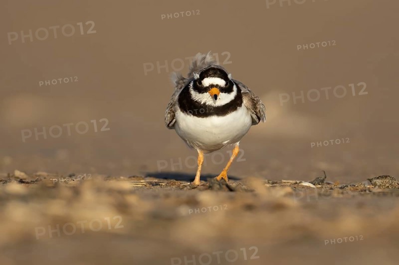 Ringed plover (Charadrius hiaticula) adult wading bird feeding on a beach, Norfolk, England, United Kingdom