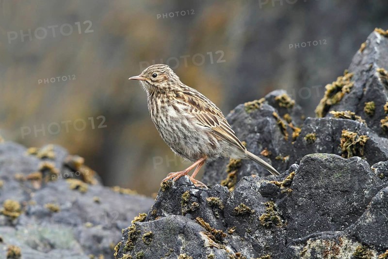 South Georgia Pipit, Anthus antarcticus, Antarctica, South Gerogia