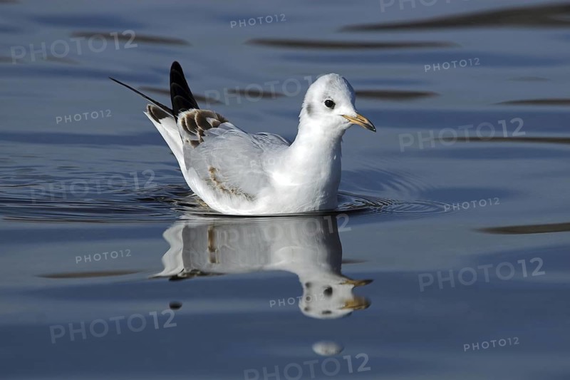 Black-headed Gull (Chroicocephalus ridibundus), Madrid, Spain
