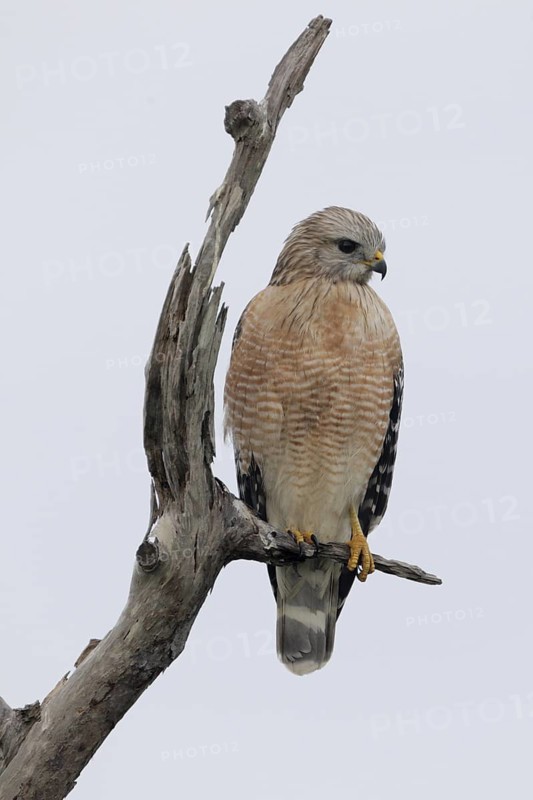 Red-shouldered Hawk (Buteo lineatus), Florida, USA