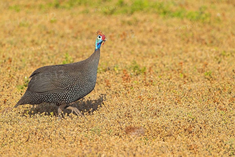 Helmeted guineafowl (Numida meleagris), family of guinea fowl, Addo Elephant National Park, Addo, Western Cape, South Africa