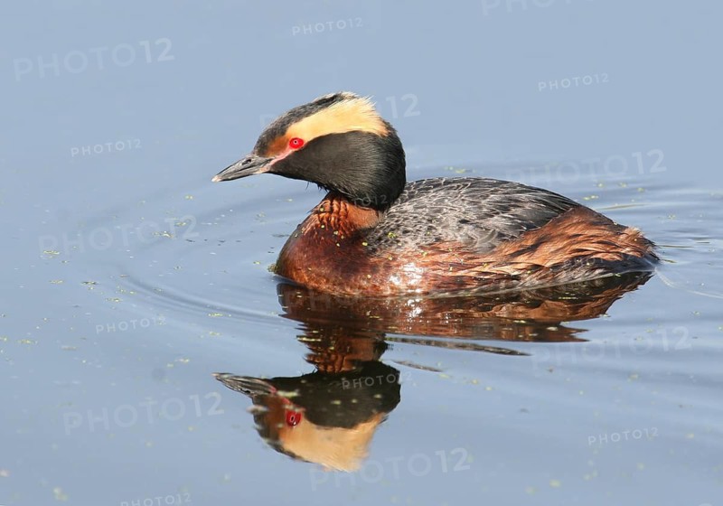 Horned Grebe, Podiceps auritus, swimming in a lake in Saskatchewan