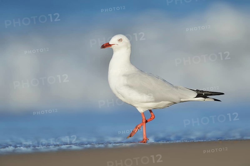 Silver Gull (Chroicocephalus novaehollandiae) at shoreline, Queensland, Australia