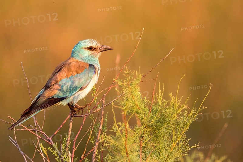European Roller (Coracias garrulus), Danube Delta, Romania