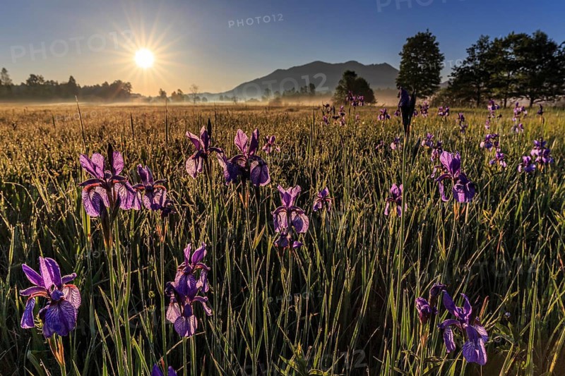 Flower meadow, irises, morning light, sunbeams, backlight, mountains, summer, Loisach-Lake Kochel moor, Benediktenwand, Alpine foothills, Bavaria, Germany