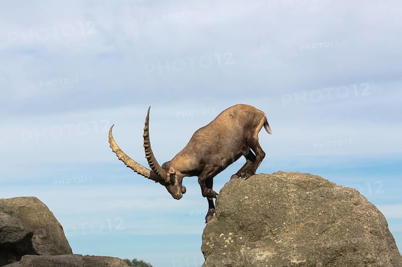 One adult ibex (Capra ibex) standing on a rock like a statue with blue sky behind him on 2500 m sea level in the Hohe Tauern National Park