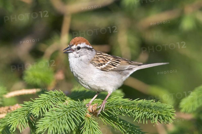 Chipping Sparrow Spizella passerina Des Moines, Iowa, United States 28 May Adult Emberizidae