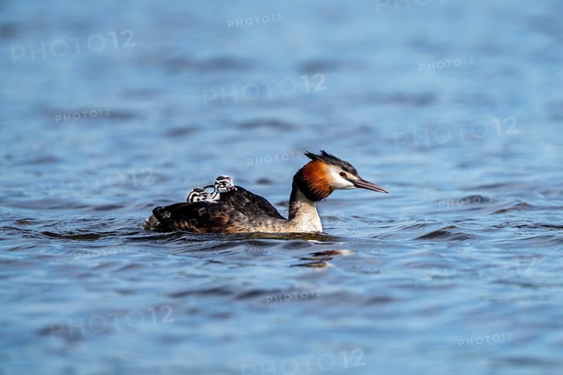 Great Crested Grebe (Podiceps scalloped ribbonfish), with chicks on its back, Vulkaneifel, Rhineland-Palatinate, Germany