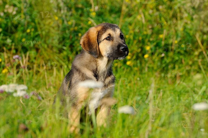 An attentive looking puppy sits in the grass in a meadow, mixed breed dog, Upper Palatinate