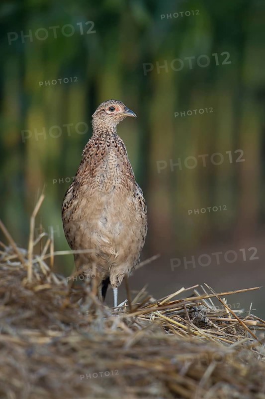 Common Pheasant (Phasianus colchicus) female, North Rhine-Westphalia, Germany
