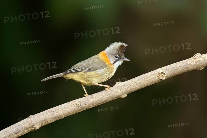 Whiskered Yuhina (Yuhina flavicollis), Yunnan, China