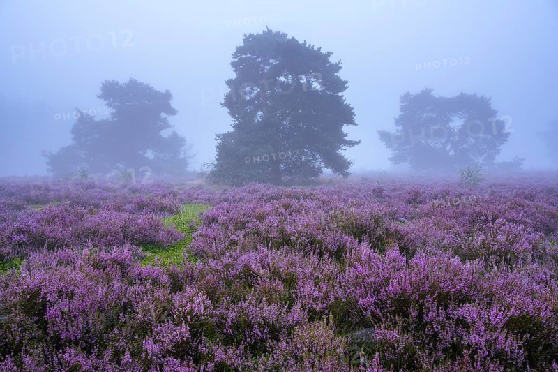 Flowering heather (Calluna vulgaris) with pine trees on a foggy morning in the Ahlhorner Heide, Ahlhorn, Lower Saxony, Germany