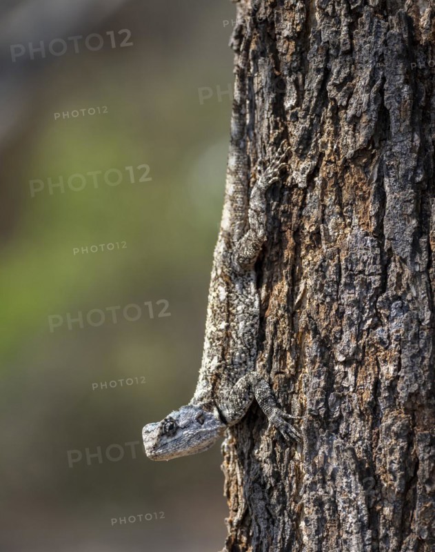 Blue-throated dragon (Acanthocercus atricollis), female sitting on a tree trunk, camouflage, Kruger National Park, South Africa