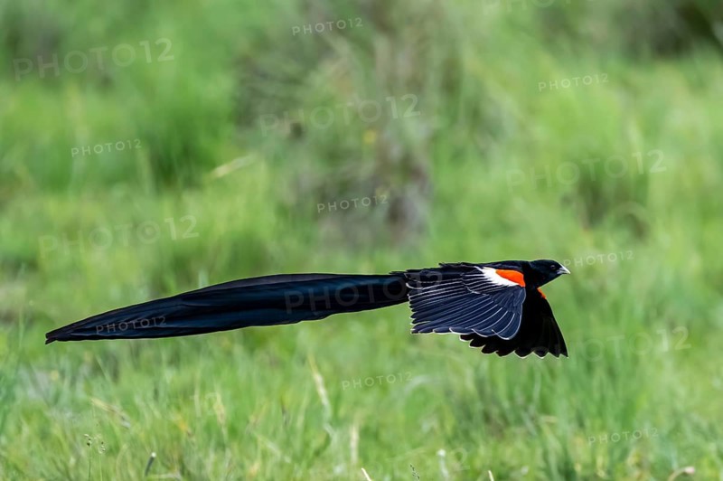 Long-tailed widowbird (Euplectes progne) in flight, South Africa