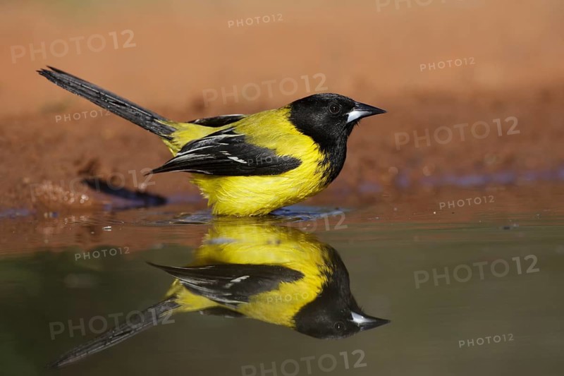 Audubon's Oriole (Icterus graduacauda) male bathing, Texas, USA