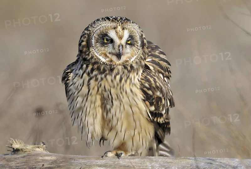 Short-eared Owl (Asio flammeus), British Columbia, Canada