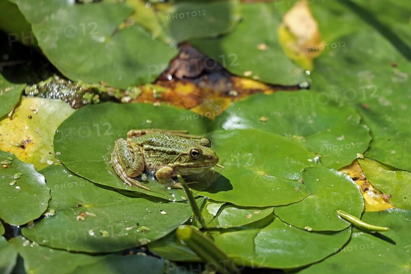 Water frog (Rana esculenta)