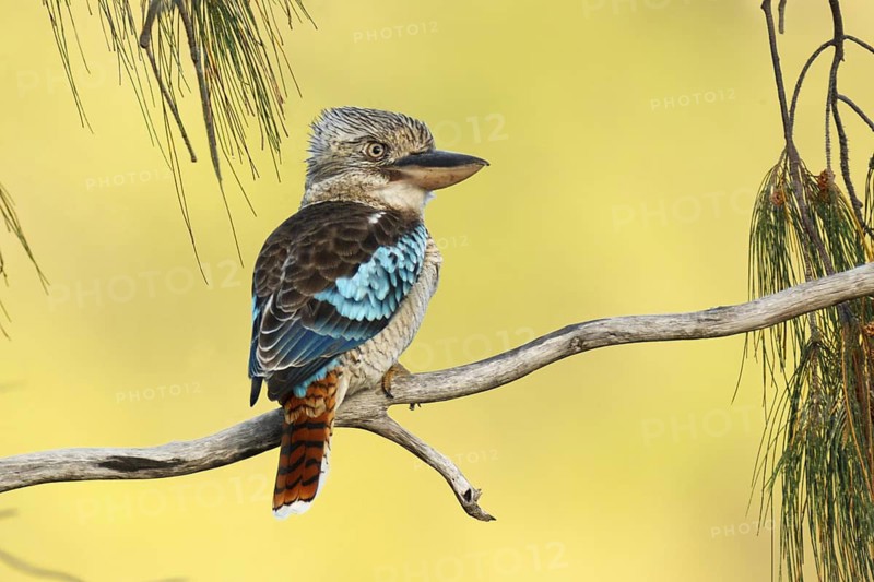 Blue-winged Kookaburra (Dacelo leachii), Queensland, Australia