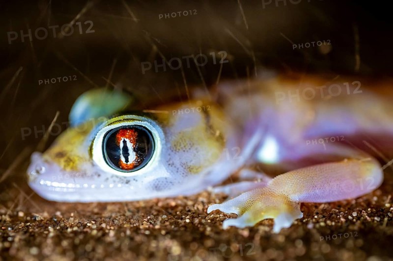 Palmato gecko (Pachydactylus rangei), night shot with blowing sand, NamibRand Nature Reserve, Namib Desert, Namibia