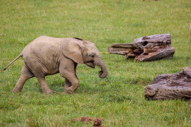 18 months old African baby elephant (Loxodonta africana) plays and runs in a green meadow