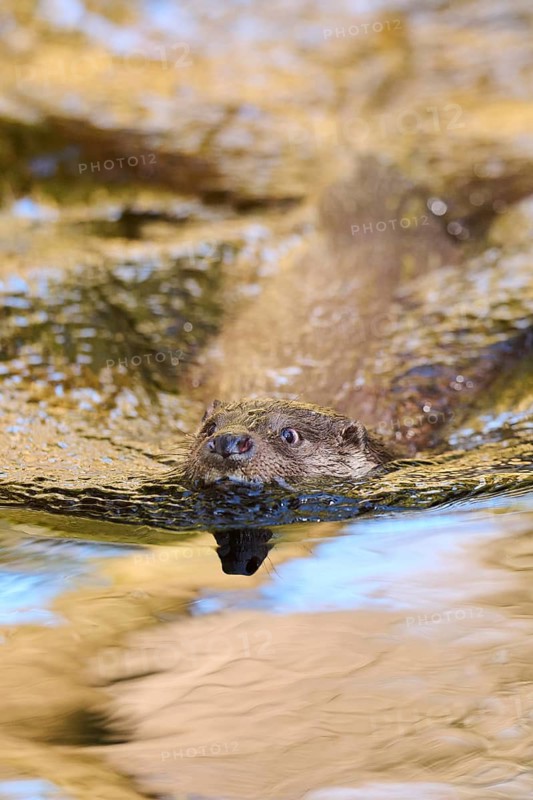 Eurasian otter (Lutra lutra) swimming in a lake in the bavarian forest, Bavaria, Germany