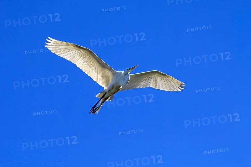 Great Egret (Ardea alba), adult, flying, St. Augustine, Florida, USA, North America