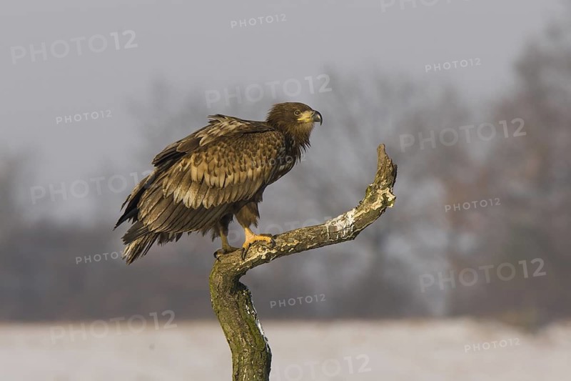 White-tailed Eagle (Haliaeetus albicilla) juvenile, Mecklenburg-Western Pomerania, Germany
