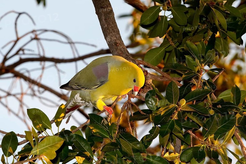 African Green Pigeon (Treron calvus) Chobe, Botswana