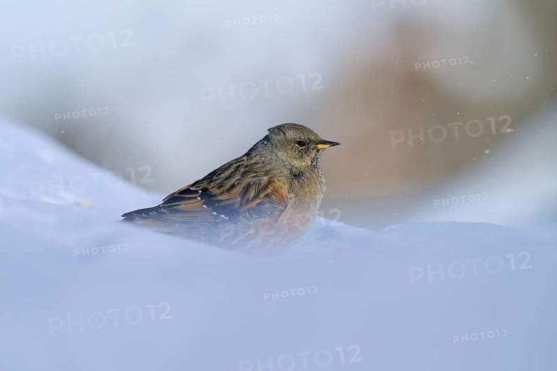 Alpine Accentor (Prunella collaris), in the snow, the background is blurred and shows winter, Gemmi Pass, Leukerbad, Leuk, Valais, Switzerland